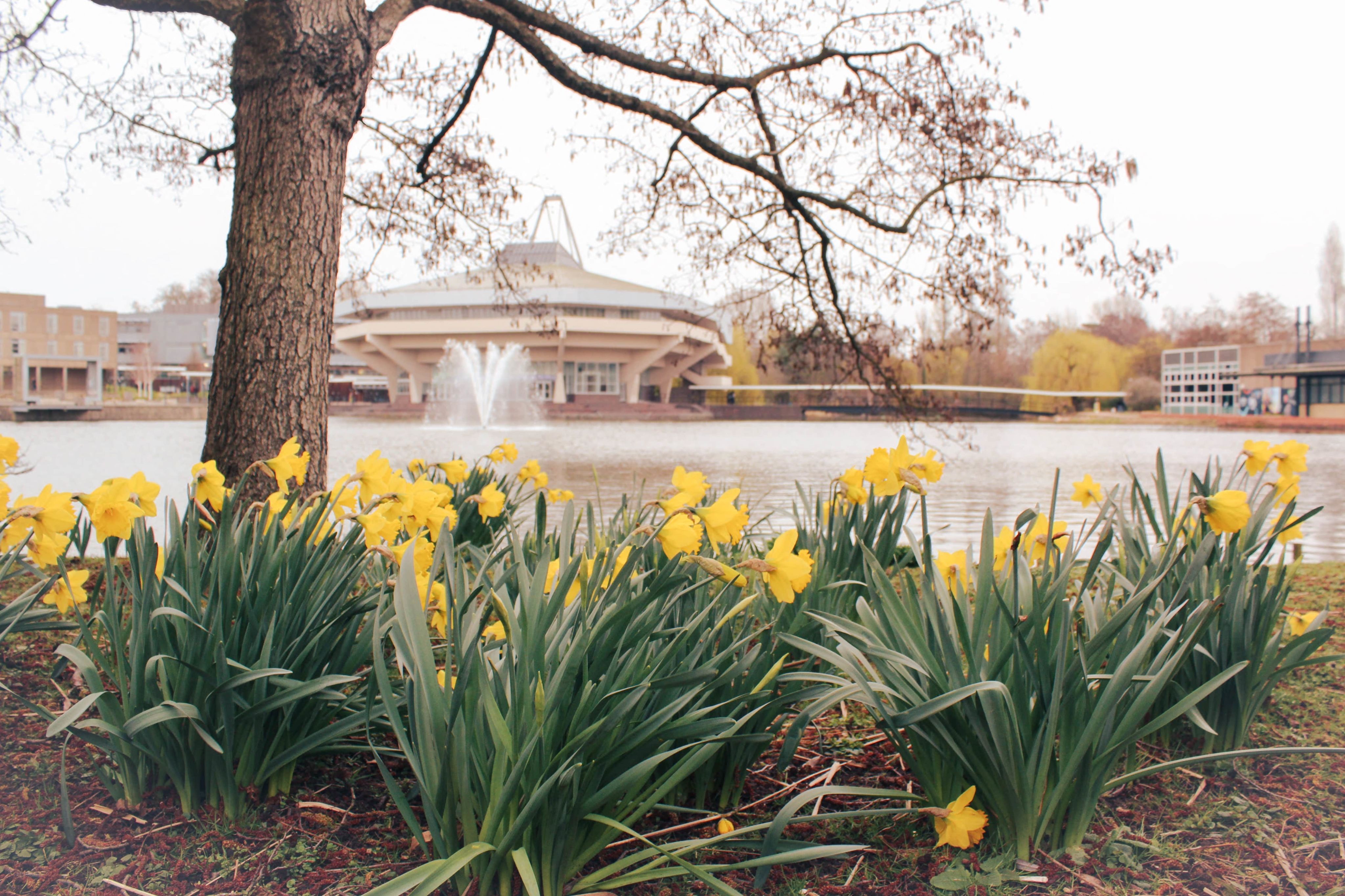 A view of central hall with the fountain running in front of it from the perspective of daffodils across the lake