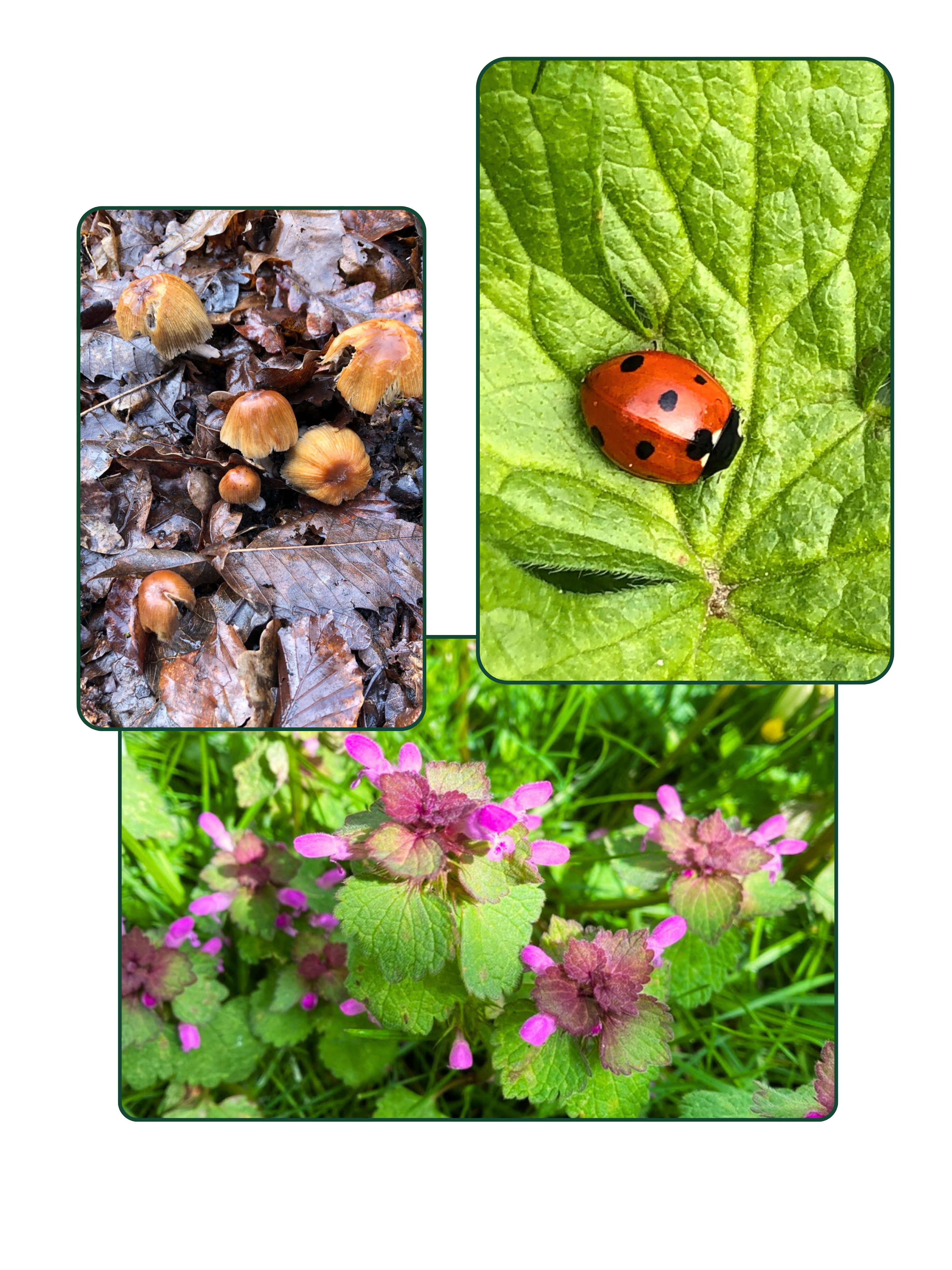Wet mushrooms on brown leaves, a ladybird on a leaf and small pink flowers with green leaves