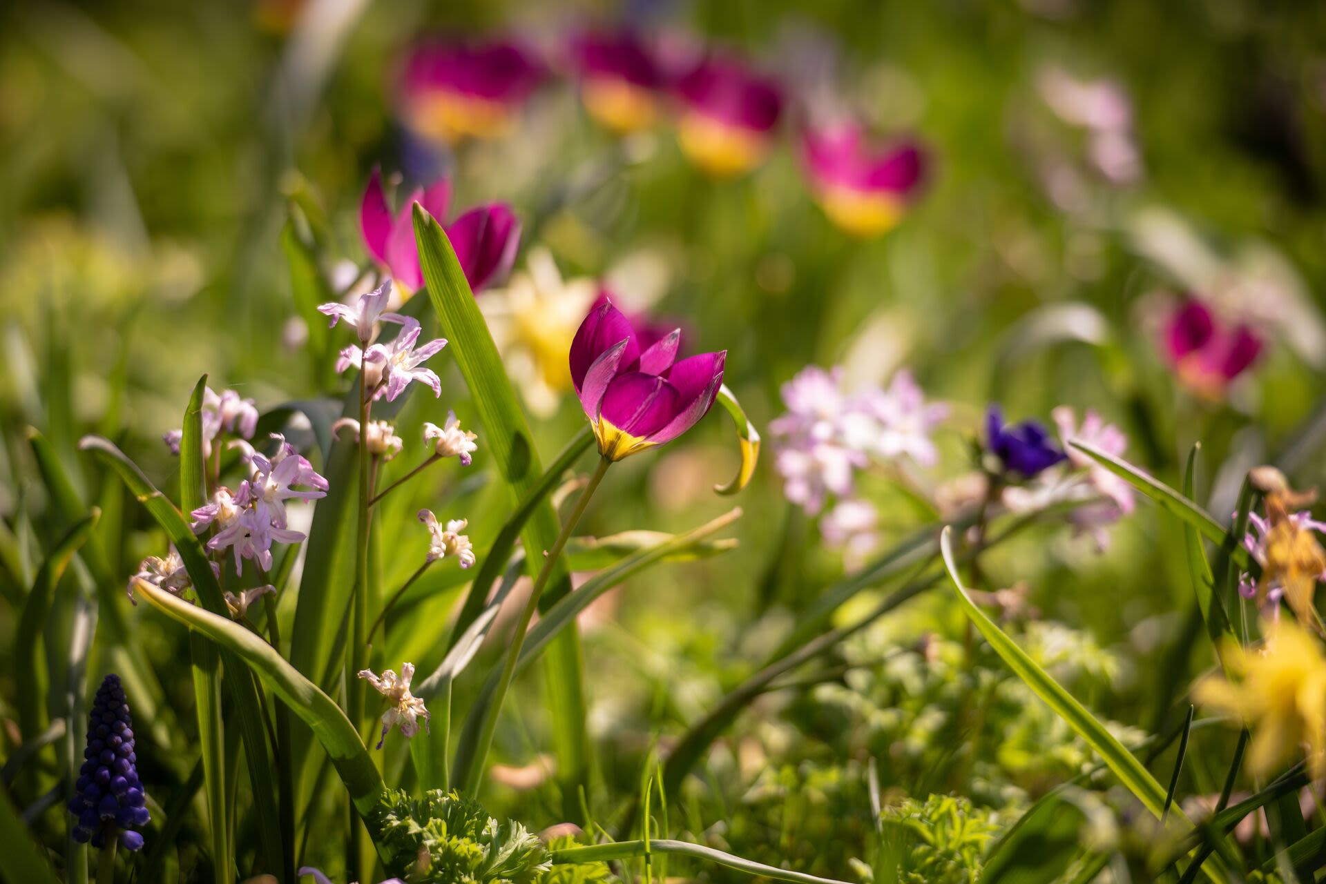 A close up of daffodils