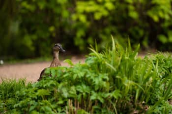 Duck on the University of York campus