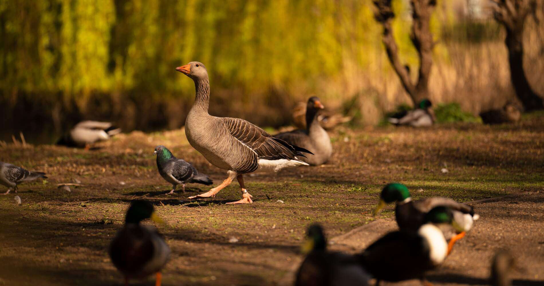 A geese surrounded by a pigeon and two ducks